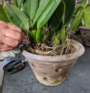 I also used just a little floral wire to anchor this orchid securely to the pot.