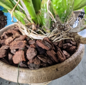 Here is a closer look at the base of this orchid. Potting bark and other potting mediums need to be replaced every two years or so.