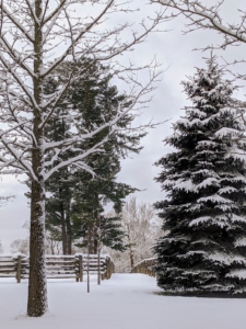 On the left, it is hard to miss the stand of great eastern white pine trees, Pinus strobus. White pines are the tallest trees in eastern North America. On the right, another evergreen with its boughs covered in beautiful snow.