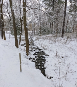 Here is a gurgling stream peeking through the blanket of white. The woodland streams are full – they look so dark against the snow.