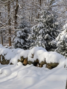 The snow also covered these old stone walls. New England is filled with stone walls – thigh-high stones stacked together in various shapes and sizes. Many old stone walls are left from colonial settlers building their farmlands.