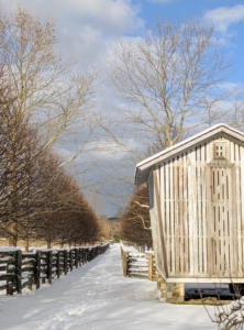By afternoon, there was a mix of sun and clouds with temperatures in the 30s. This is a view of my old corn crib and the path lined with linden trees between two of my paddocks. It was a beautiful end to a winter's day.