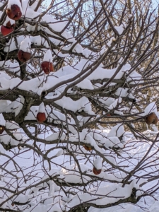 On this snow covered apple tree in front of my Winter House, several apples still cling to their branches.
