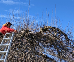Pasang is an excellent pruner and does a lot of the smaller tree pruning projects at the farm. Here he is pruning the new growth off of the top of this apple tree in front of my studio.