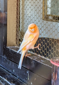 First bred in the early 1900s, this type of canary is the only color-bred variety with a “red factor” as part of its genetic makeup. They were originally developed by crossing a red siskin and a yellow canary.
