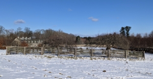 These are the "ancient" apple trees in the middle of the horse paddock in front of my Winter House. To maintain productive fruit trees, they do need regular maintenance and pruning once a year. Now is the time to prune these trees. The tree takes up a dormant state after shedding its leaves and before sprouting new buds. Pruning is best completed just before growth starts in the spring as cuts will heal quickly. There are two main goals of pruning trees. On young trees, pruning encourages a strong, solid framework. And on mature trees like these, they usually already have their shape determined, so it’s important to maintain their shape and size. Traditionally, apple trees were always encouraged to stay shorter, so apples were easier to reach.