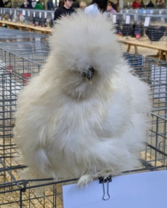 There were more than a thousand chicken breeds – some with gorgeous markings and feathers. This is a Silkie - a breed of chicken named for its fluffy plumage, which is said to feel like a combination of silk and satin.