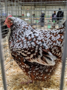 This is a Speckled Sussex hen. The Speckled Sussex was developed in Sussex County, England more than 100 years ago. It is of medium size, in the heavy breed class and has rich mahogany feathers as its base color with white tips.