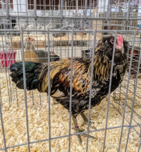 This is a large fowl Funky rooster - his markings are very handsome. Cross breeds can have wonderful plumage colors, fantastic new egg colors, and friendly personalities.