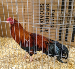 The Black Breasted Red Cubalaya is a rare breed most notable for the pea comb and low carried tail. This variety also features gorgeous shades of black and red feathers.