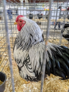 The Silver Laced Wyandotte is the original variety of Wyandotte chicken. It has silver-white plumage sharply marked with lustrous greenish black edging. The Wyandotte is an American breed of chicken developed in the 1870s. It was named for the indigenous Wyandot people of North America. The Wyandotte is a dual-purpose breed. It is a popular show bird and has many color variants.