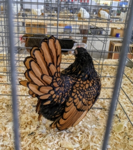 The Golden Sebrights, such as this hen, have stunning golden bay feathers laced in black.