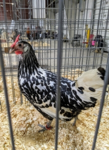 The Silver Spangled Hamburg has lustrous, greenish black spangles on silvery white plumage giving them an interesting polk-a-dot appearance. They also have rose combs, white ear lobes, and leaden blue shanks and toes.