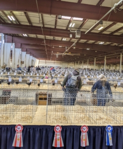 Poultry shows are family-friendly and allow visitors to see both traditional and new breeds. The first poultry show in the United States was in 1854, before there were even standards of showing.