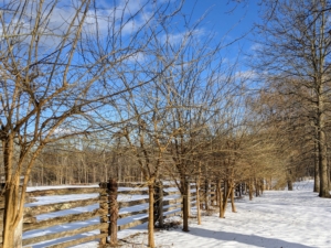 These trees must be pruned regularly to keep them in bounds - winter is the best time. Without pruning, Osage orange trees grow in dense unruly thickets as multi-stemmed shrubs.