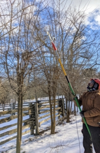 When pruning, Pasang cuts dead, damaged, or diseased branches first. Then he prunes out competing leaders, retaining only one strong upright with evenly-spaced branches. Here he is using a pole pruner - it has the cutting power of hand pruners but a reach of eight feet and more.