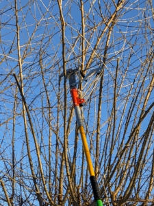 The pruner works with a rope attached to the pole allowing one to pull and cut from a distance. In general, when pruning always encourage branches to grow toward the outside of the tree and eliminate those that grow toward the center or cross other branches. Air and light need to penetrate the foliage to the center of the tree as much as possible.