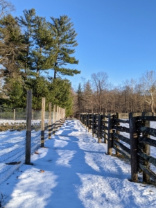 Here, the afternoon sun casts pretty shadows on the snow from the antique fencing that surrounds my horse paddocks. The fencing on the left surrounds my boxwood "nursery" where I am growing hundreds of small shrubs.