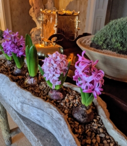 Inside my home - gorgeous forced hyacinths blooming with color and fragrance.