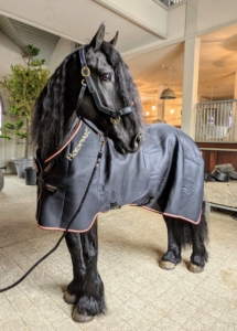 After several hours outside running and playing, Helen puts on these cooling rugs from Rambo and Horseware Ireland. These blankets are made to wick moisture, keep the horses warm in winter and dry in summer. And, I love that the outside color is black to match my handsome Friesians.