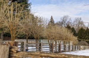 The crew will be pruning these trees for a couple more days. There are hundreds of Osage orange trees along the fence. They are growing so well because of the time and work we put into them. It’s great to know all my trees are well maintained through the years.
