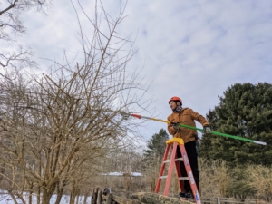 Regular and thorough pruning gives the branches more circulation and room to grow.
