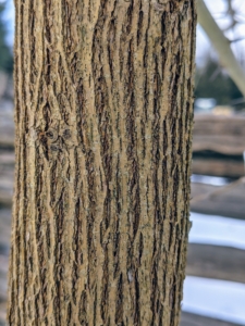 The wood of the Osage orange tree is extremely hard and durable. On older trunks the bark is orange-brown and furrowed. The heavy, close-grained yellow-orange wood is very dense and is prized for tool handles, treenails, and fence posts.
