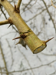 In comparison, here is a live branch – still quite green under the bark.