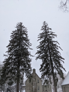 Here are two giant evergreens outside my Tenant House. Thankfully, they stood strong and remained intact during the storm.