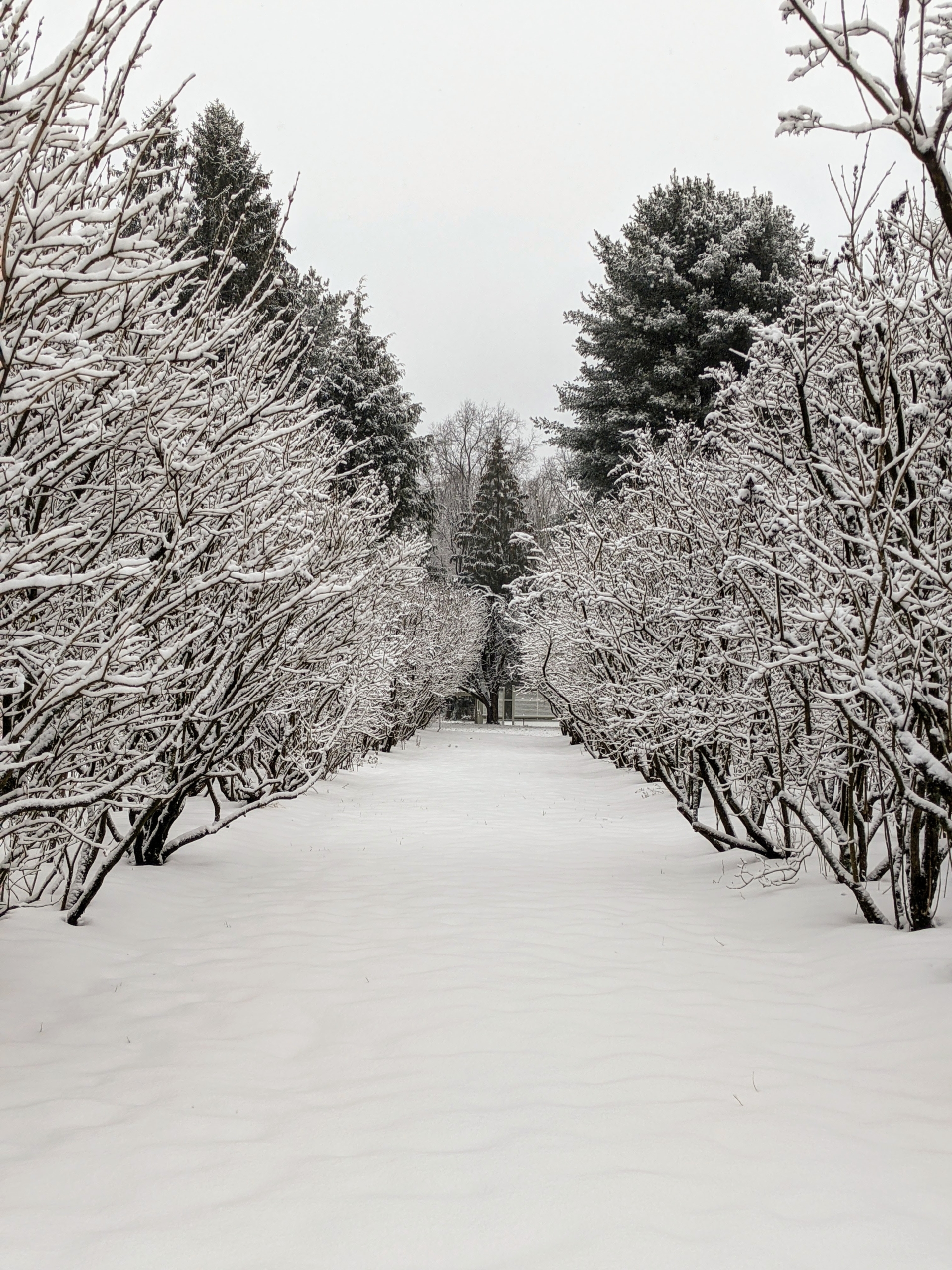 A Light Snow Covers My Farm - The Martha Stewart Blog