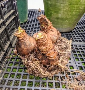 While dormant, the bulbs can be stored in a cool, dry, dark space - these bulbs are in good condition. Ryan timed it, so these bloom after all the colorful and fragrant hyacinths that are in my Winter House now are done.