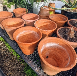 Ryan chooses a selection of terracotta pots for all the amaryllis. One amaryllis bulb per six to seven inch pot will work nicely. Be sure there is at least an inch between the bulb sides and the rim of the vessel. Groups of three bulbs together can also be planted in a 10- to 12-inch container.
