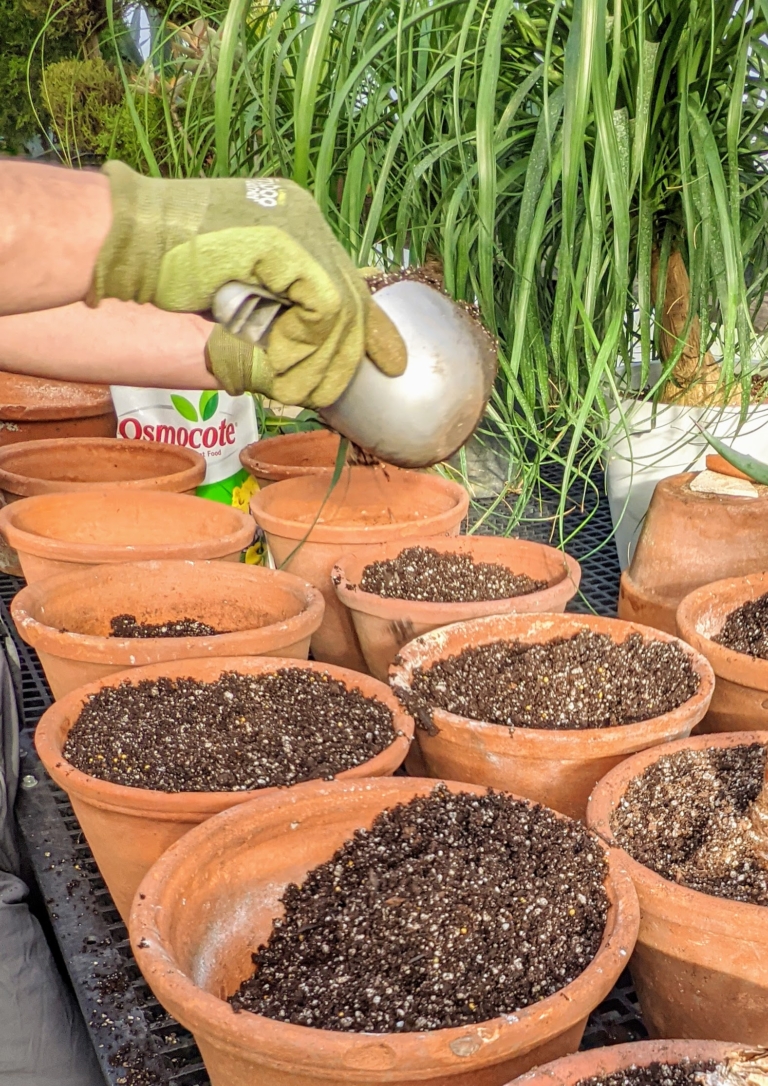 Forcing Amaryllis in Soil The Martha Stewart Blog