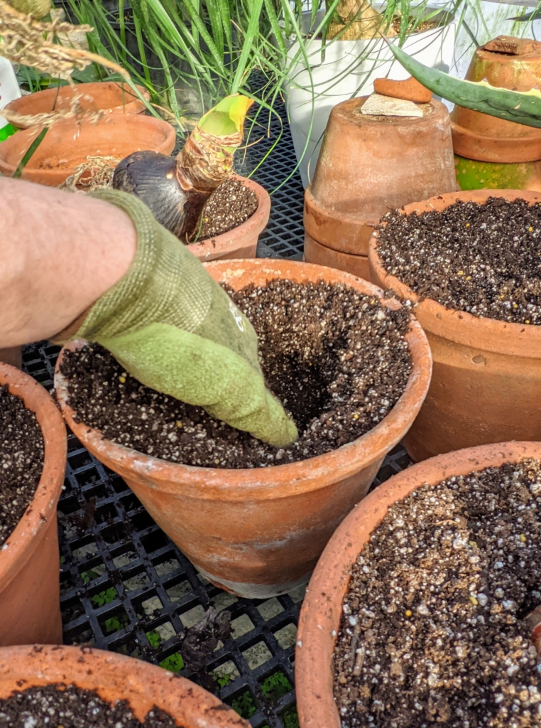 Forcing Amaryllis in Soil The Martha Stewart Blog