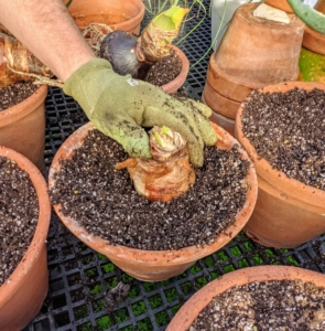 Here is a closer look at the large bulb in the pot. A little more soil mix can be added if needed. Once positioned properly, Ryan gently packs the potting mix down to anchor the bulb.
