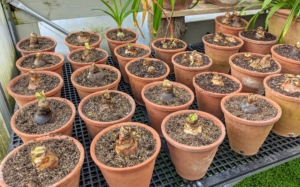 All the potted amaryllis bulbs are placed in a corner of the greenhouse that gets bright, indirect light. When forcing, be sure to keep the soil moist but not wet. Water only when the top inch or two of the potting mix is dry to the touch. Overwatering at the beginning of the growth cycle will cause the bulb to rot.