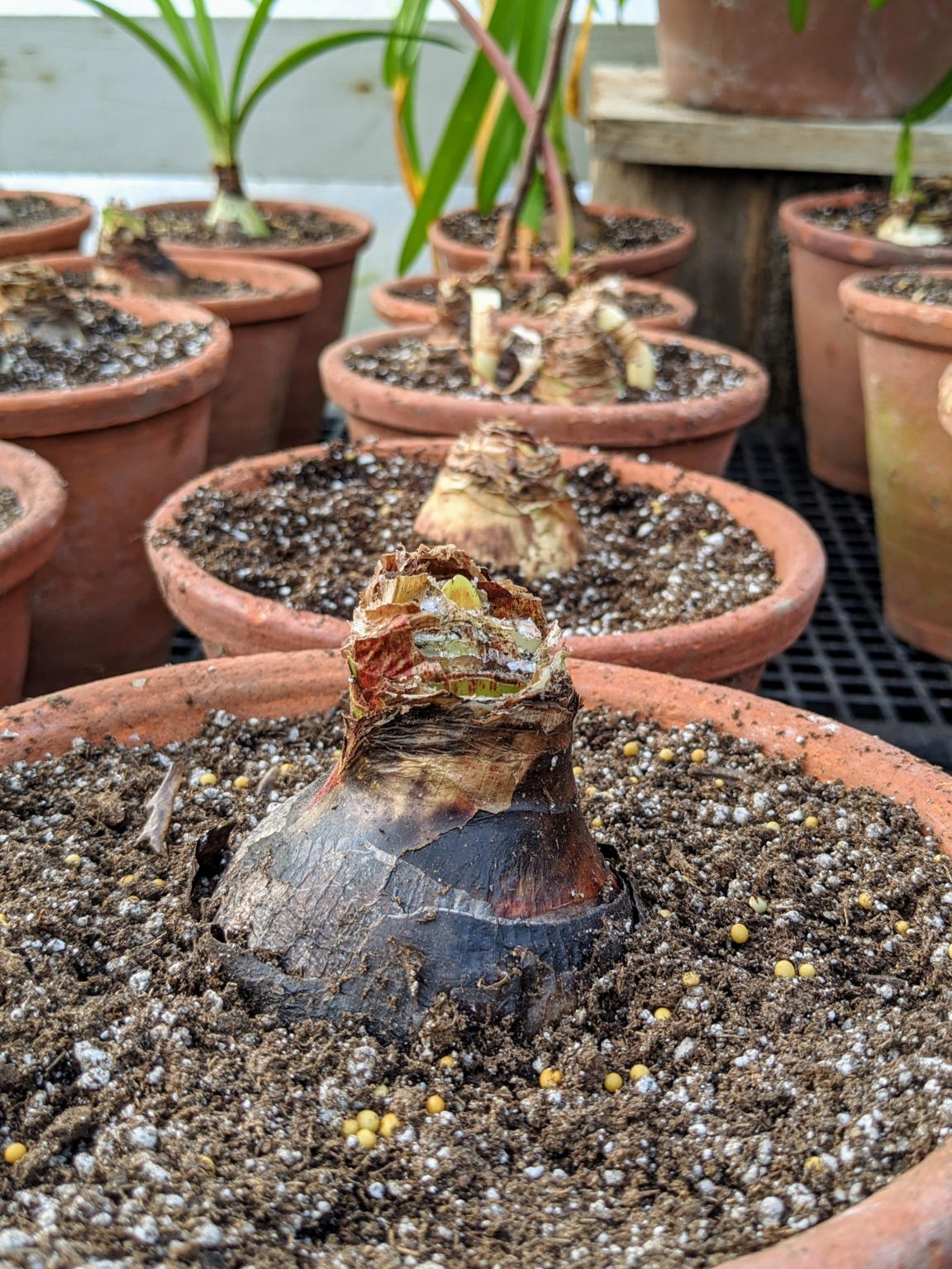 Forcing Amaryllis in Soil The Martha Stewart Blog