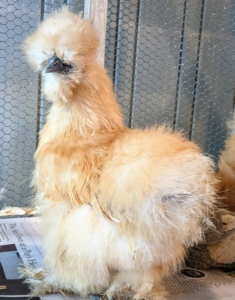 Silkies were originally bred in China. Underneath all that feathering, they have black skin and bones and five toes instead of the typical four on each foot.