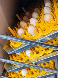 Chicken eggs take 21-days. While the eggs incubate, they are automatically turned once a day, 45-degrees each way, back and forth during this period.