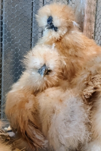 Silkies are naturally more calm than most other breeds, and tend to be very friendly without any special effort to be tamed.