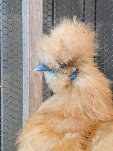 Silkies also have bright turquoise earlobes - another unique characteristic of the breed. Their beak is short, quite broad at the base, and is gray or blue in color. And, although it is hard to see, the Silkie's eyes are also black.