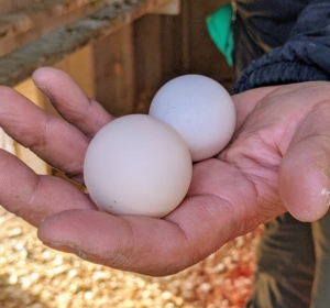 Dawa checks every nesting box daily for eggs. They are brought up every afternoon - beautiful fresh, organic, and delicious eggs.