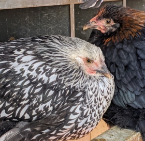 All my chickens have clear eyes, shiny feathers, and are always very alert - signs of good health in the coop. This Silver-Laced Wyandotte hen on the left arrived here last October as a day-old chick. It's grown so beautifully.