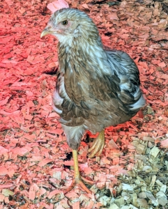 Female chickens are called pullets for their first year, or until they begin to lay eggs. For most breeds, chickens generally start laying eggs around four or five months of age.