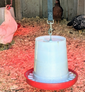 Food is also provided in the coops. The hanging feeders are filled with organic layer feed. It provides the hens with protein, which helps them lay strong and healthy eggs. These feeders are positioned at just the right height for easy, comfortable access.