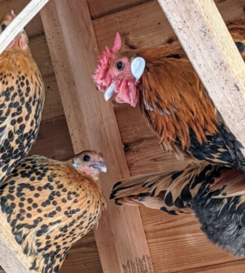 And look above - these chickens love to roost in the rafters of their enclosure.