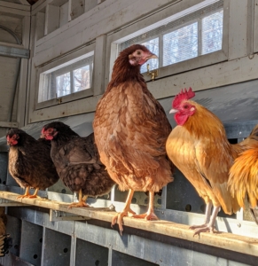 I’ve raised many different chicken breeds and varieties over the years – they are all so beautiful to observe. I am fascinated by their many colors and feather patterns. A bar in front of the nesting boxes serves as a nice perch. When laying, hens appreciate privacy – my coops are open all day, so the hens could go inside to their nesting boxes to lay their eggs.