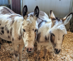 Across the stable are my donkeys. Here are the girls - Billie and Jude "JJ" Junior.