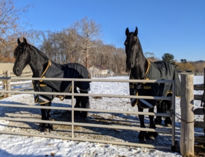 After a couple days of rest and visits with my equine veterinarian and farrier, Hylke and Geert were let out into the paddock.
