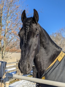 A Friesian horse has a long, thick mane and tail, often wavy, and "feather" long, silky hair on the lower legs always left untrimmed. Here, one can see Hylke's forelock is braided.